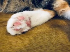 -平行世界·猫咖(首经贸店)