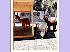 -长白岛森林公园