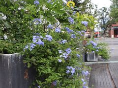 -吉丁鸟咖·异宠·寄养