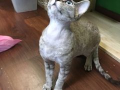 -李小姐の猫咖啡馆(五角场店)
