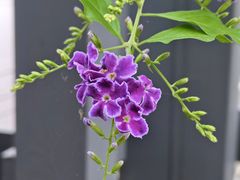 -粥旺庄(芳村店)