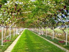 -田趣农庄草莓采摘园