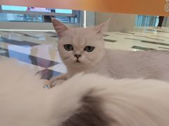 -三花喵·撸猫购宠·宠物生活馆(虹桥南丰城店)