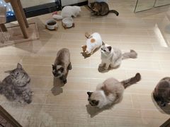 -momokira米努特·德文卷毛猫·棉花面纱犬