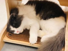 -飞行喵MR PILOT|猫舍·猫咖(静安大融城店)