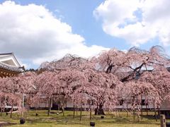 -醍醐寺