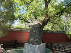 -天宁寺