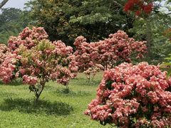 -中国科学院西双版纳热带植物园