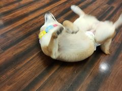 -豆柴町-柴犬主题狗咖(红鼎国际C座店)