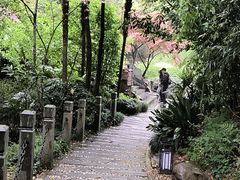 -十八棵（老龙井）御茶园(老龙井店)