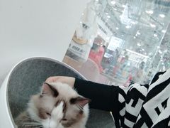-糯米喵星人·撸猫猫舍咖啡馆(西市场嘉华店)
