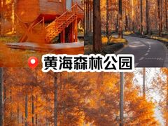 -黄海国家森林公园