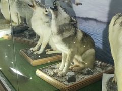 -郑州自然博物馆(惠济区)