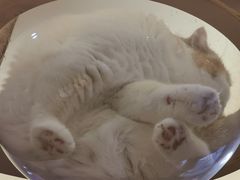 -滚猫咖啡·猫咖·猫友好撸猫(未来城店)