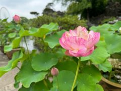 -无锡蠡湖国家湿地公园-蠡园