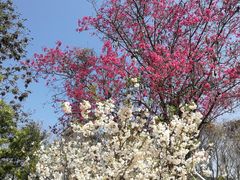 -天适樱花悠乐园