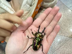 -上海大自然野生昆虫馆