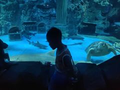 -芜湖新华联大白鲸海洋公园