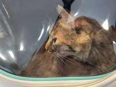 -喜多萌中农锦绣动物医院24H·猫科·牙科MRI·CT