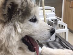 -宠福鑫康馨动物医院·骨科·眼科