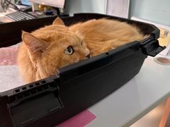 -北京观赏动物医院·24小时大型综合·猫专科·异宠专科
