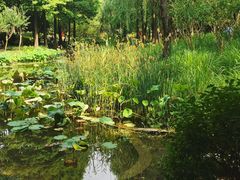 -陈家山荷花公园