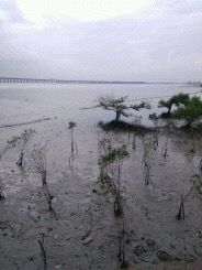 -宝安西湾红树林湿地公园