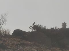 -北京鹫峰国家森林公园