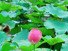 -羊亭河湿地公园