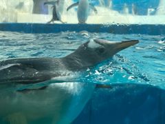 -泉城欧乐堡海洋极地世界