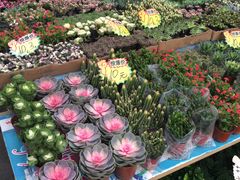 -秦美花卉(天朗·莱茵小城2期店)