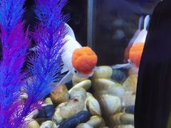 -绿色星球动物主题公园
