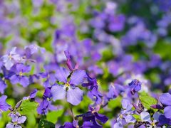 -上海山野camping·户外天幕烧烤·团建拓展营地