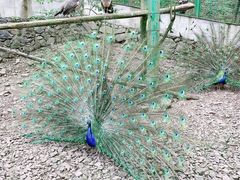 -藏龙百瀑风景区