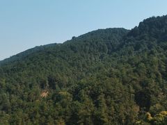 -铁山坪森林公园