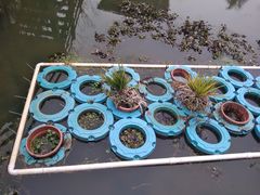 -会仙湿地