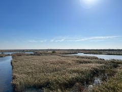 -盐城丹顶鹤湿地生态旅游区