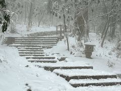 -天目山大树王景区