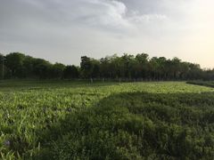 -洨河生态公园