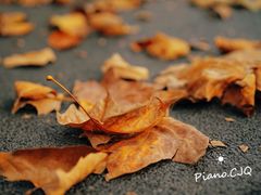 -LELECHA乐乐茶(新街口大洋店)