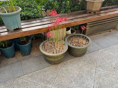 -萌萌牛紫米露(烟台大学店)