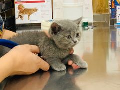 -瑞派名望24h动物医院异宠专科·猫专科·骨科·重症监护分院