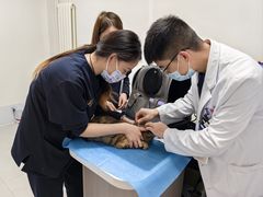 -喜多萌中农锦绣动物医院24H·猫科·牙科MRI·CT
