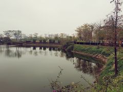 -王借岗森林公园