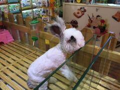 -宠物兔专门店(天丰利市场店)