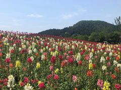 -径山花海