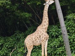 -广州长隆野生动物世界