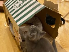 -猫咪派对(江南西店)