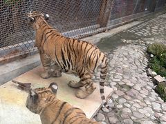 -五龙山野生动物王国
