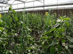 -兰陵国家农业公园